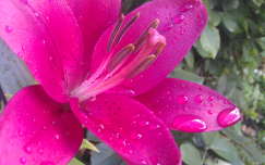 Liliom
