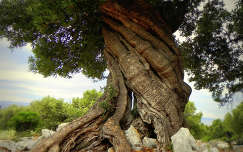 Több száz éves olajfa Lunban, Horvátország
