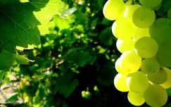 fény címlapfotó szőlő nyár gyümölcs