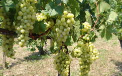 szőlőültetvény szőlő gyümölcs