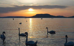 naplemente hegy hattyú balaton vizimadár tó badacsony magyarország