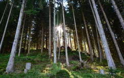 osztrák erdő