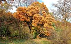 ősz fa