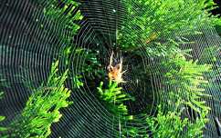 Pók és a hálója