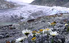 Gleccser virág