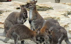 Bennett kenguruk a Budapesti Állatkert simogatójában
