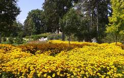 Virágmező a gödöllői Királyi Kastély parkjában