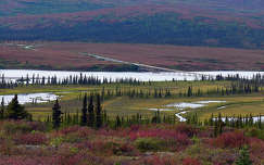 Denali Nemzeti Park, Alaszka