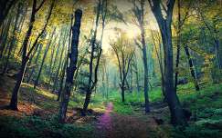 fény út címlapfotó ősz erdő
