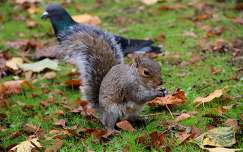 ősz mókus címlapfotó