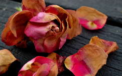 címlapfotó rózsa szirom