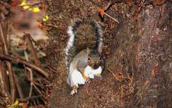 ősz mókus