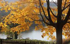 ősz fa kerítés