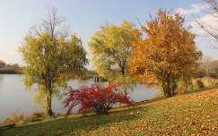 ősz fa címlapfotó