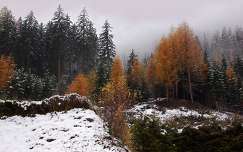 ősz címlapfotó erdő tél