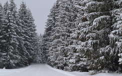 címlapfotó út tél örökzöld fenyő erdő