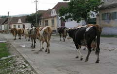 Hazafelé, Apáca, Románia