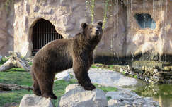 Medve, Palicsi állatkert, Szerbia