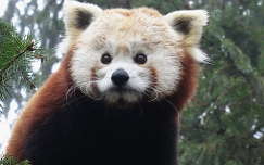 Vörös-panda - Macskamedve (Nyíregyházi állatkert)