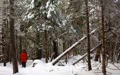 kanada fenyő prince edward island erdő tél
