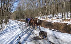 lovak út kutya tél
