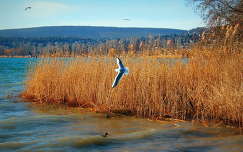 balaton sirály nád tó magyarország