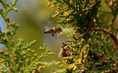 méh rovar