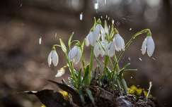 vadvirág tavaszi virág tavasz eső hóvirág