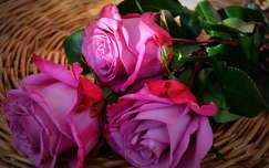 csendélet címlapfotó virágcsokor rózsa