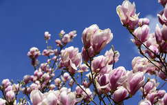 magnólia tavaszi virág címlapfotó virágzó fa