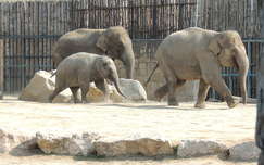 Elefántgalopp az Állatkertben