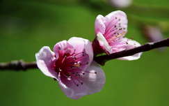tavasz gyümölcsfavirág címlapfotó