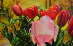 Tulipános
