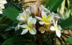 pluméria trópusi virág