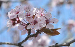 Szilvafa virága