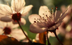 tavasz gyümölcsfavirág