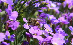 tavaszi virág méh rovar