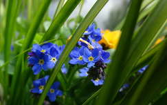 tavaszi virág címlapfotó nefelejcs