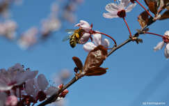 Méh, szilvafa, tavasz, ég