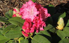 Rododendron