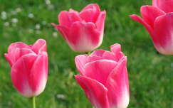 Tulipán, tavasz