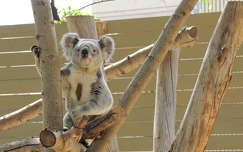 Koala Budapesten