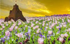 Tulipános