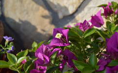 Bougainvillea