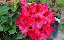 Rhododendron