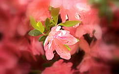 rododendron tavaszi virág