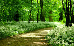 út tavasz virágmező erdő címlapfotó medvehagyma