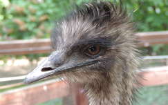 Emu