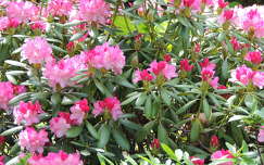 Rododendron