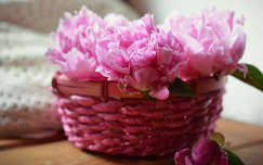 bimbó pünkösdi rózsa tavaszi virág tavasz címlapfotó virágcsokor és dekoráció